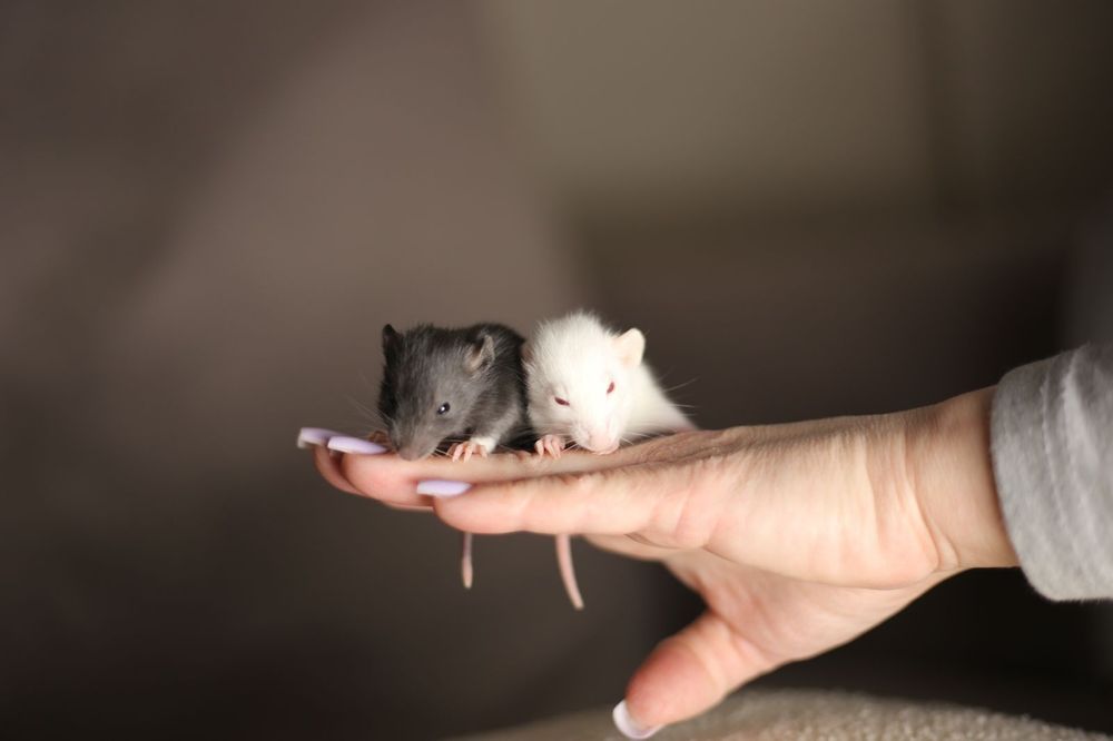 Декоративные крысы дамбо