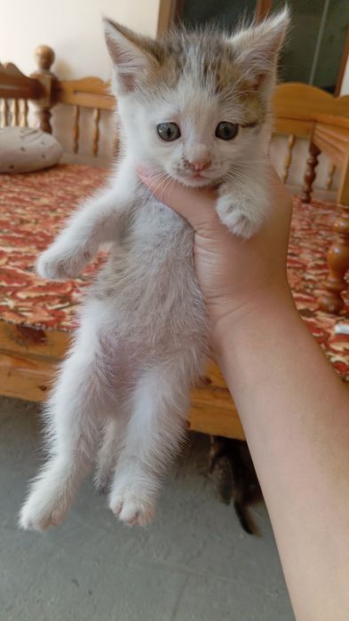 Котята два отдаём бесплатно