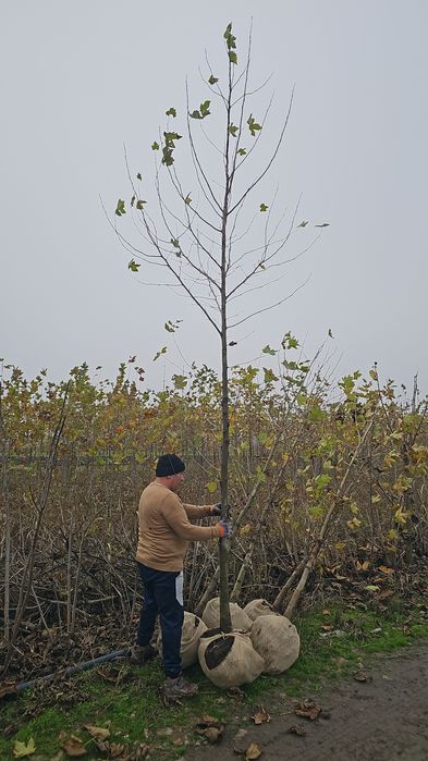 Platan - Mesteacan  - Frasin - Stejar