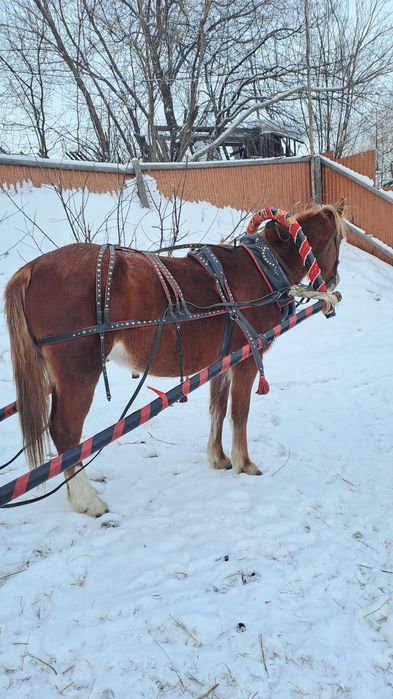 Кобыла 6 лет. Обучена вкруг