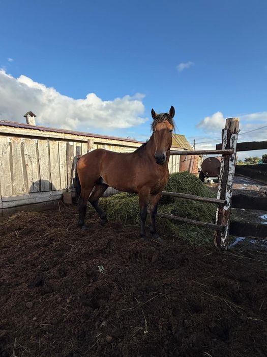 Жеребец 2,5 года продам