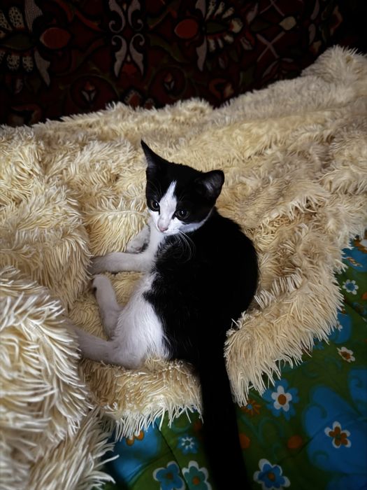 Отдам кошечку, девочку