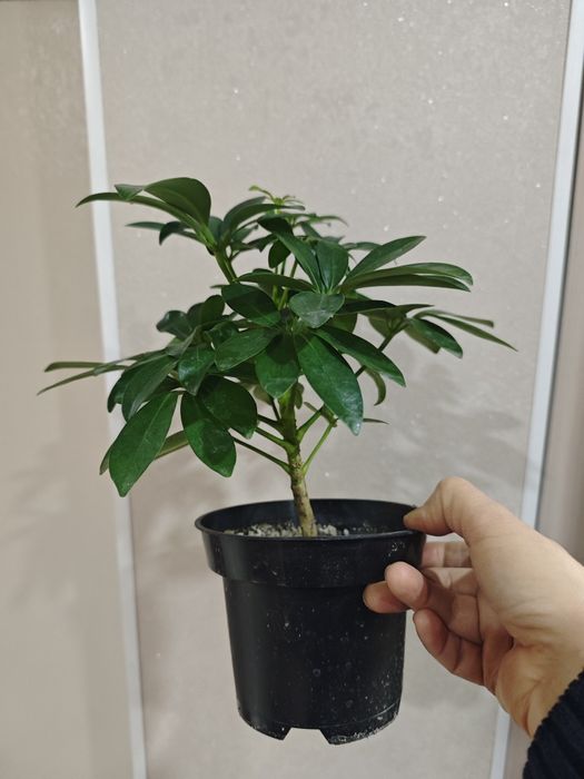 Продам.   Шефлеру