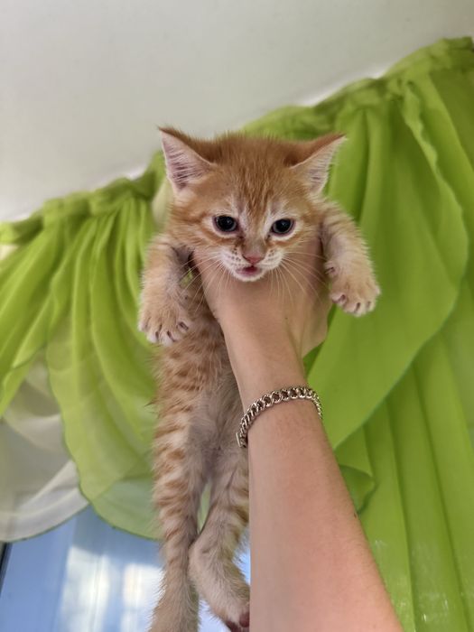 Котята бесплатно