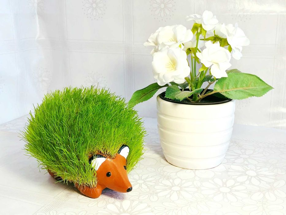 Рошлинки РошТаралеж, РошОвца