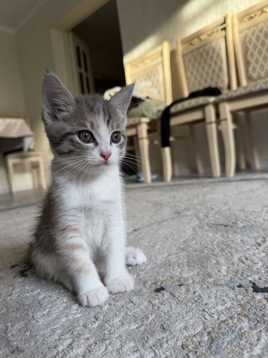 Отдам котенка в добрые руки