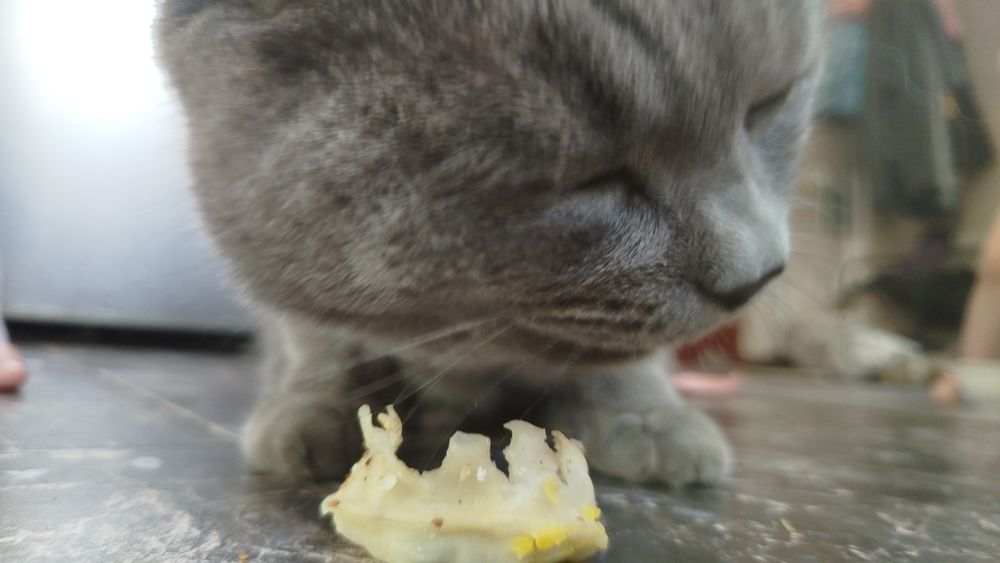 Найден британский кот