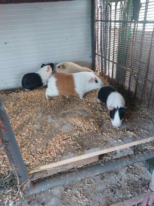 Porcusori de guinea
