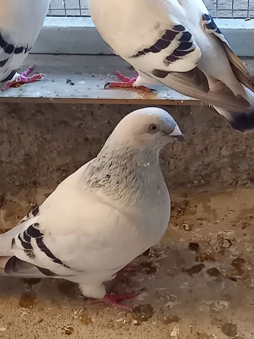 Vând porumbei standard sidefati