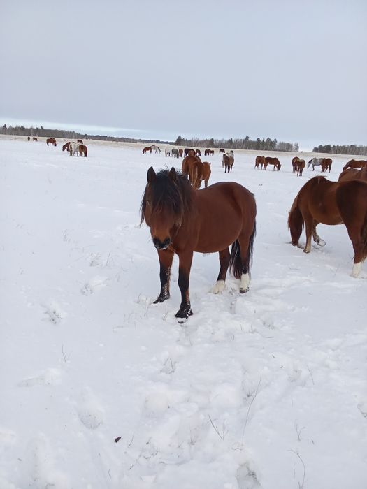 Продам жеребца .