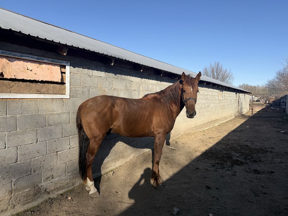 Айғыр сатамын 6 жасар