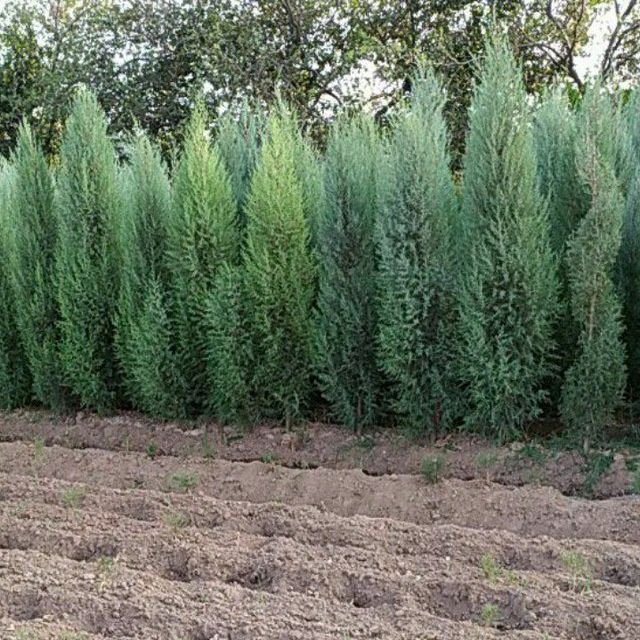 Archa kesish ishlar har xill shakillar boĝbonchilik dizayn landshaft