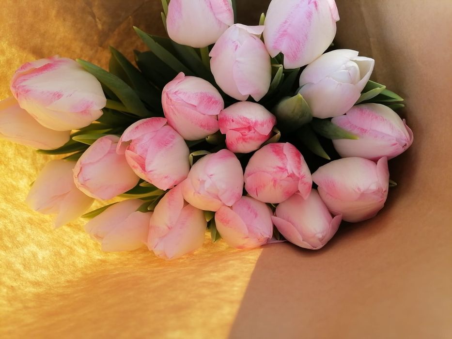 Тюльпаны голландские в ассортименте оптом и в розницу