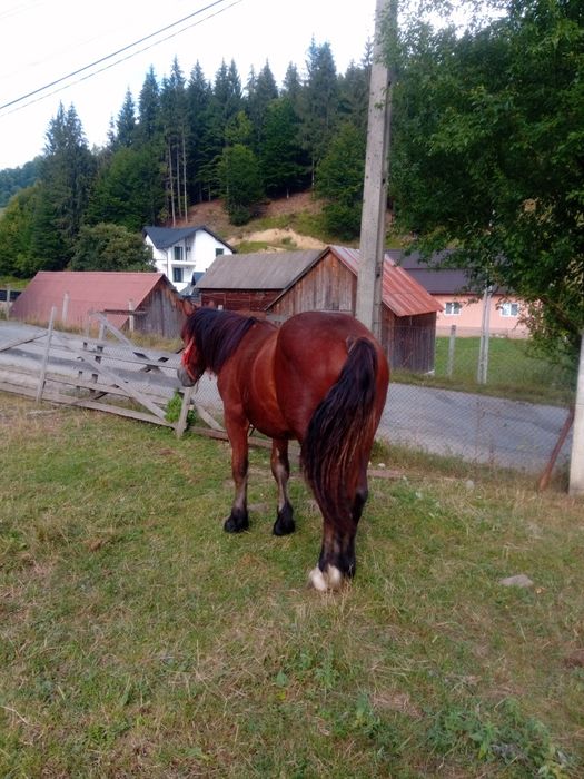 Vand mânz de 1 an si 4 luni ușor negociabil