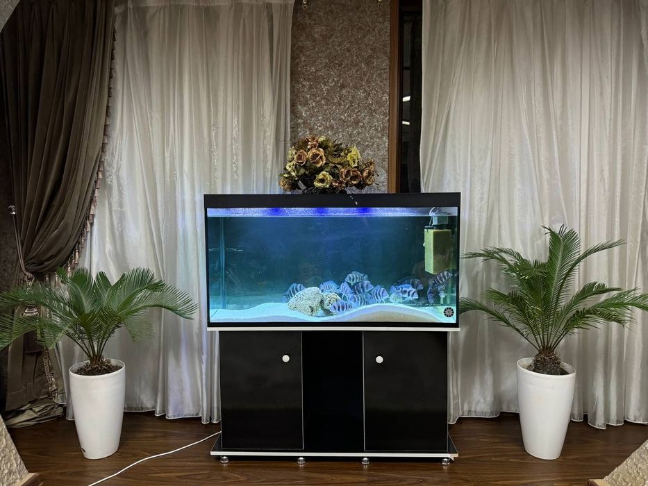 Аквариум) чистый в отличном состоянии).  Рыбы Фронтозы 20+см