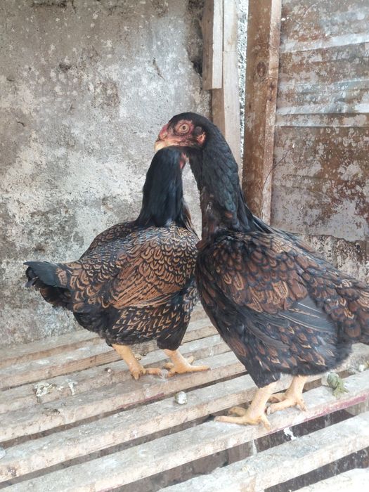 De vânzare,două găini Combatant Indian !