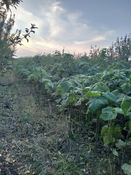 Павлония кўчатлари сотилади