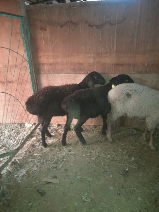 Токтылар сатылады