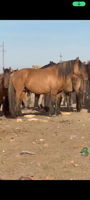 МЗ жабағы сатылады еркек