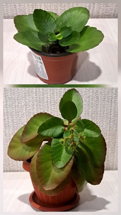 Продам каланхоэ красную