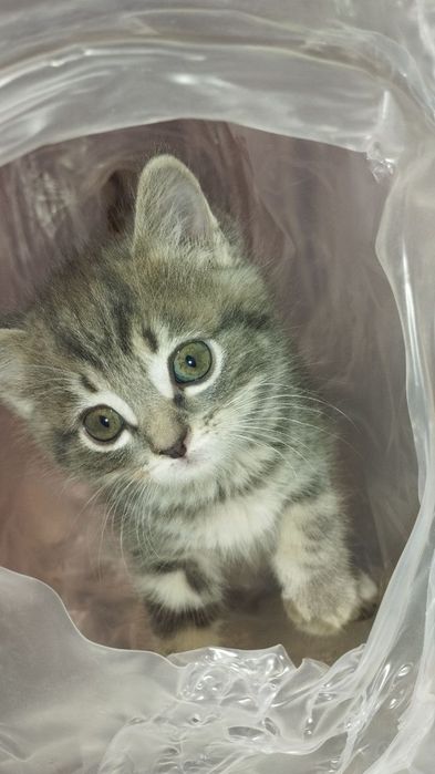 Scottish fold mushukchalar sotiladi