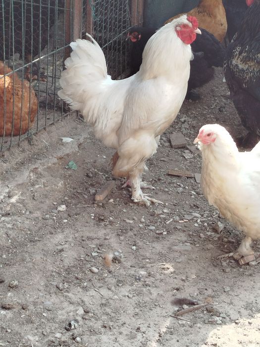 Cocoși albi de vânzare
