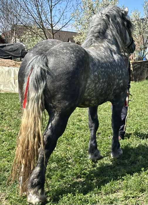 Armăsar 6 ani 1.70 foarte bland - Elegant fara defetc