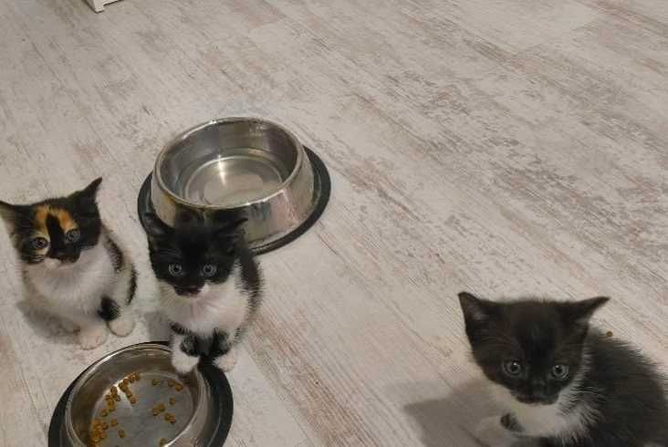 ПОДАРЯВАМ КОТЕНЦА