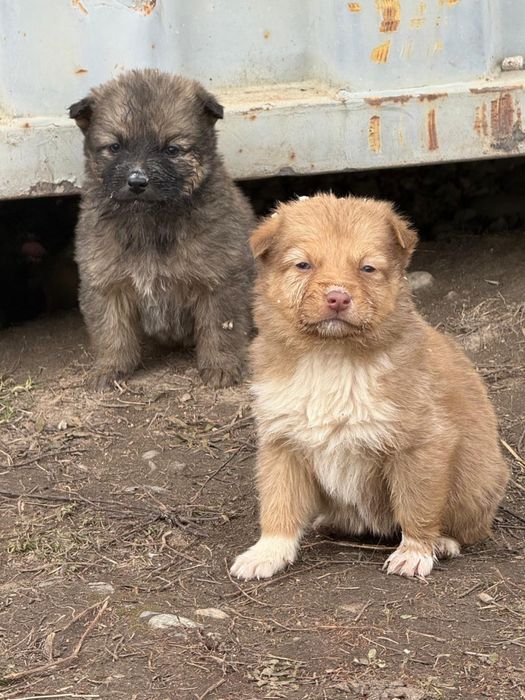 Отдам щенков даром