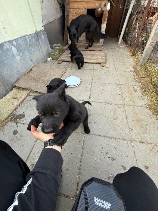 Немска овчарка черна мъжки