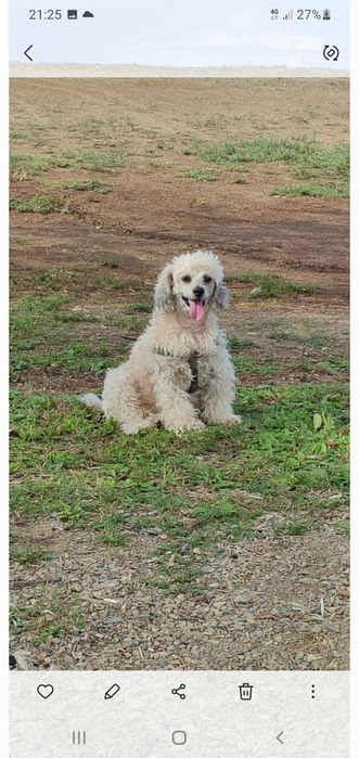 Карликовый  пудель