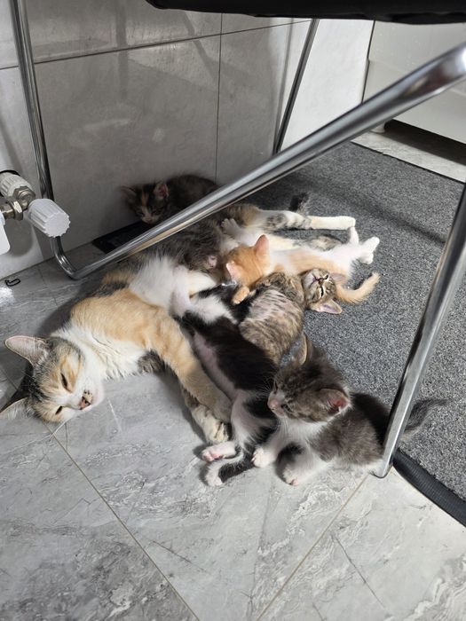 Отдам котят даром