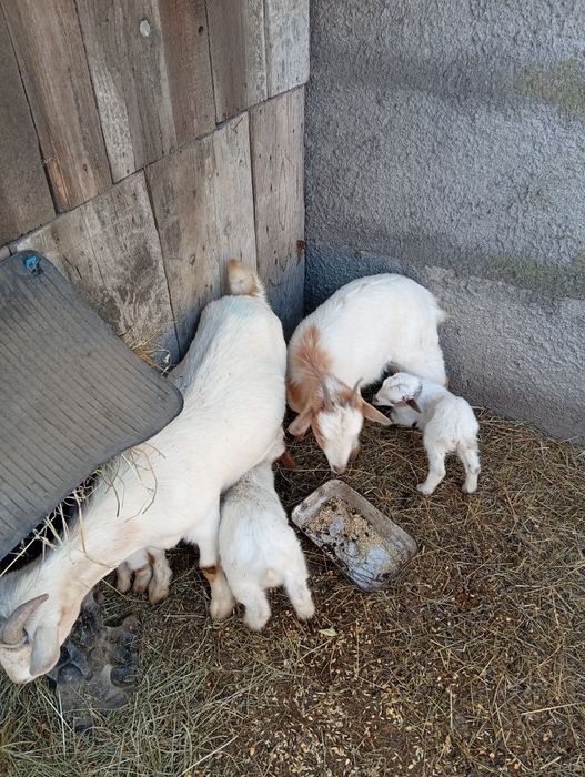 Vând 2 capre de rasă mica