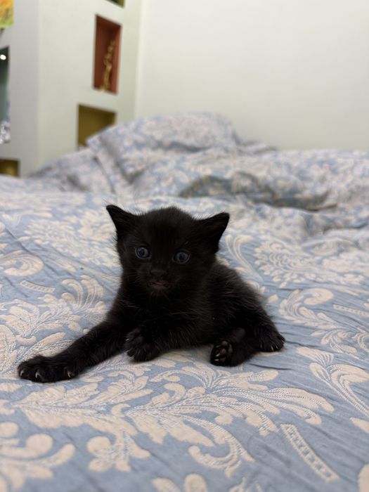 Отдам котят в хорошие руки!