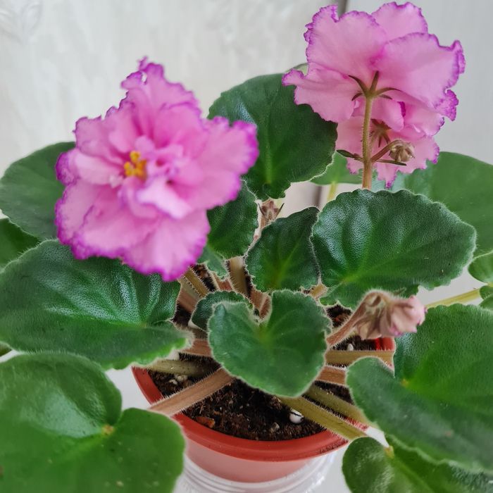 Продам взрослые сортовые фиалки