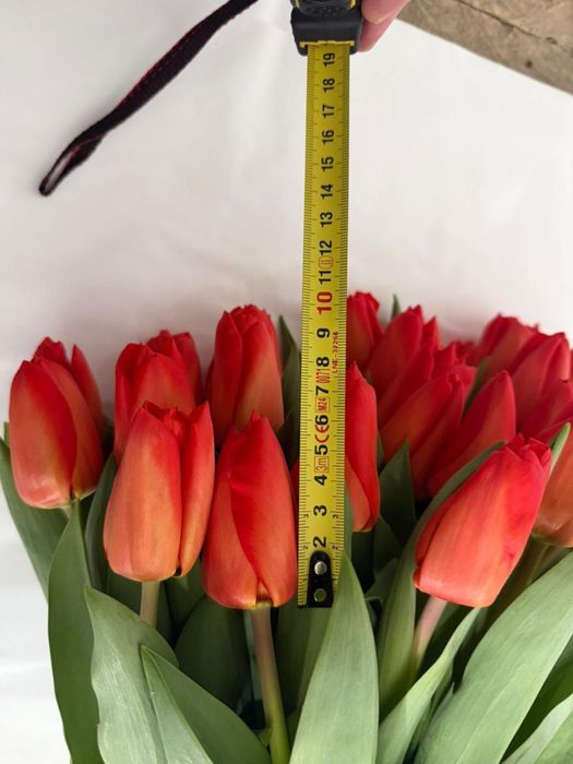 Голландские тюльпаны