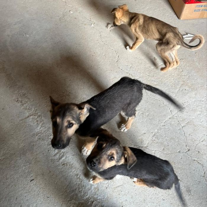 Отдам в добрые руки щенят