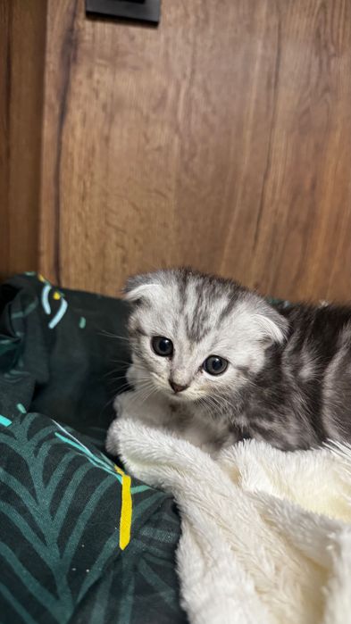 Продам шотландских котят
