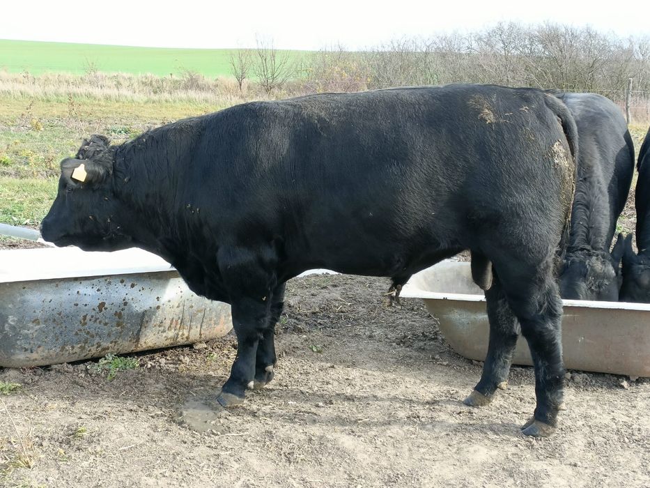 Taur Angus 14-16 luni