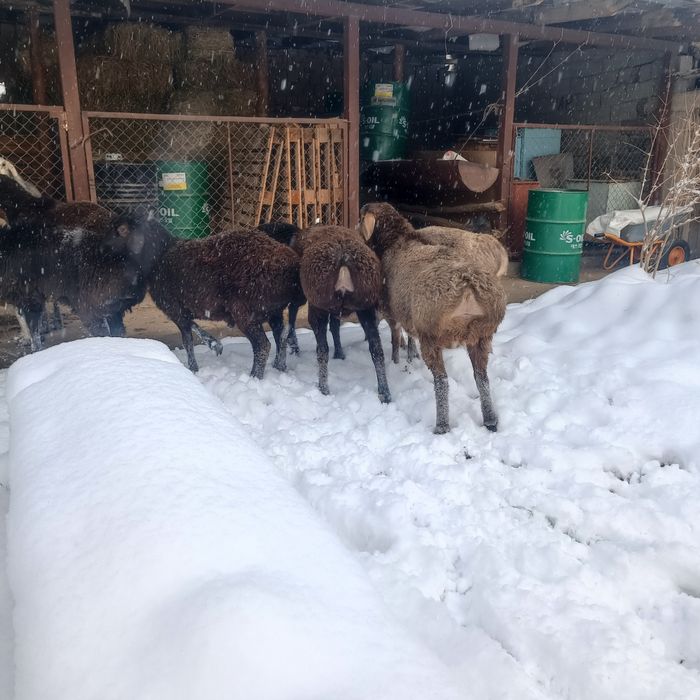 Токты-кошкарлар сатылады