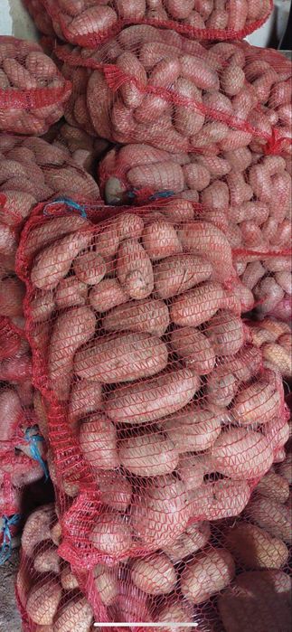 Cartofi de RÂȘCA la domiciliu albi/roșii