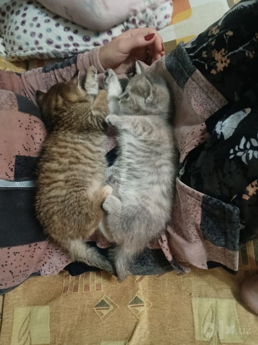 Котята даром в добрые руки Пишите в ТГ