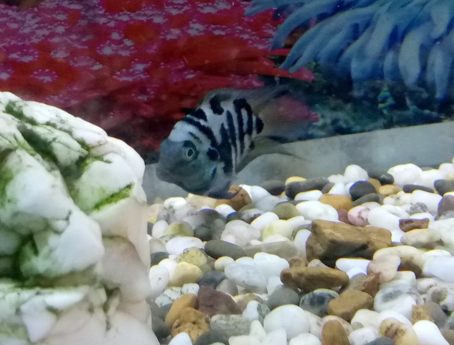 Сапфировый попугай самец