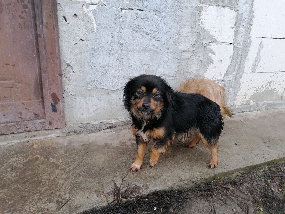 Donez mascul și femela.