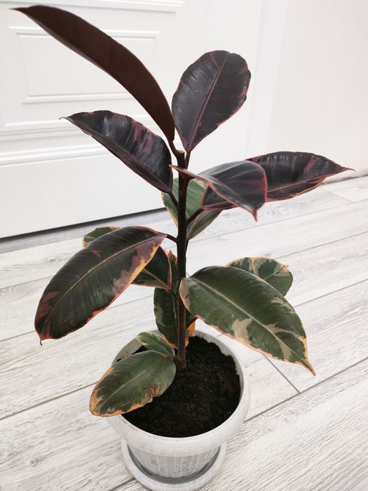 Фикусы. Есть доставка