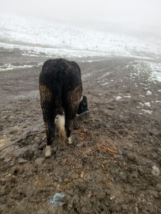 De vânzare junică gestanta