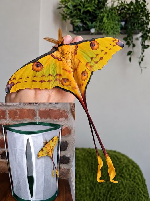 Coconi exotici Argema mimosae/Siproeta stelenes/Ceranchia apollina/Attacus atlas/Rothschildia lebeau/Mari molii din lume fluturi/Insecte De la 15 euro