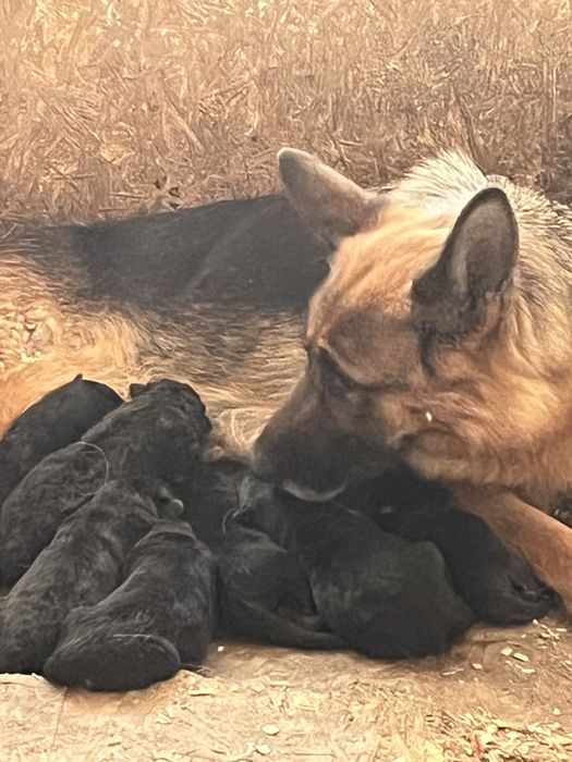 Яркие щенки немецкой овчарки