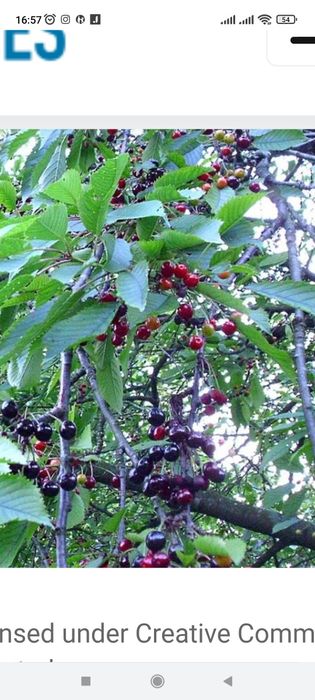 жидек  вишня  ағаштарын  сатамын  1-2 жылдық