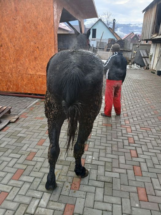 Cal de vânzare 4 ani